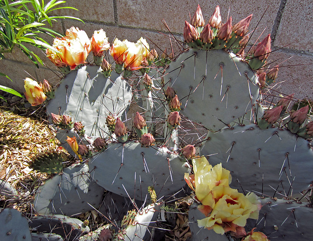 Flowering Cactus (0301)