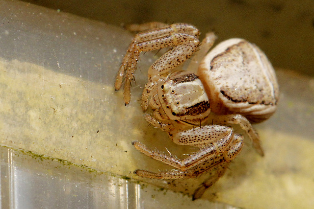 Xysticus cristatus Xysticus cristatus