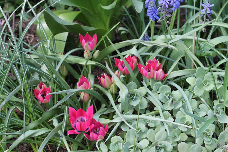 Tulipa  x hageri little beauty 6