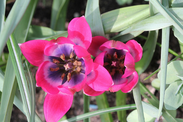 Tulipa  x hageri little beauty 4