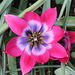 Tulipa  x hageri little beauty (2)