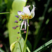 Erythronium californicum White beauty (2) 2