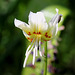 Erythronium californicum White beauty22
