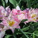 tulipes doubles roses