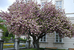 Frühling im Mirabellgarten Salzburg