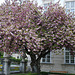 Frühling im Mirabellgarten Salzburg