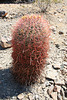 Barrel Cactus (0076)