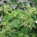 Hydrangea grimpant- Hydrangea petiolaris