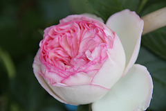 rose  rose