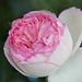 rose  rose