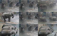 Elefanten im Zoo Dresden