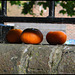 oranges on the wall