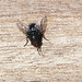 Fly on wood