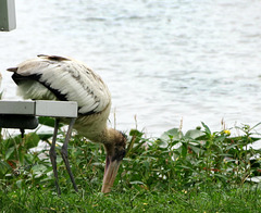 A stork bench ..