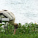 A stork bench ..