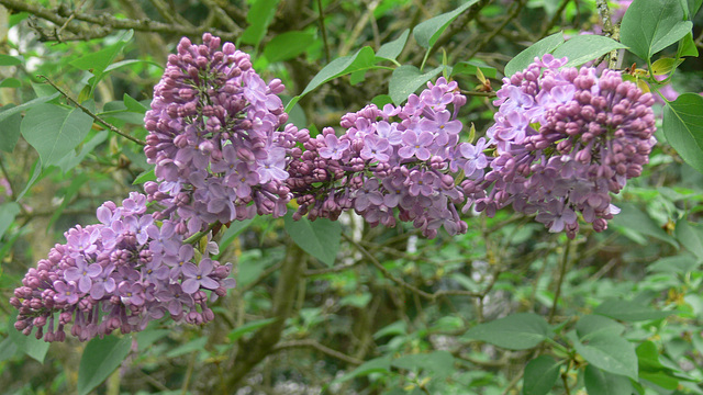 violetter Flieder