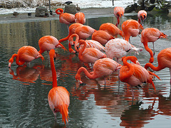 Flamingos im Zoo Dresden