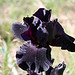 Iris Old Black Magic (2)