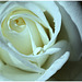 Weiße Rose...