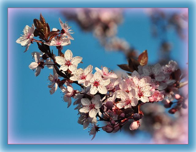 ... und noch ein wenig Frühling ... ... und noch ein wenig Frühling ...