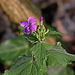 20110411 0718RTw [D~LIP] Blütenpflanze ?????, UWZ, Bad Salzuflen