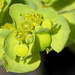 Euphorbia helioscopia- fleurs