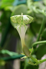 jeune fleur de Ceropegia sandersonii