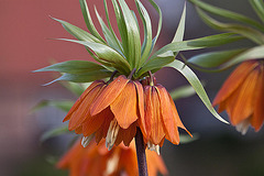 20110408 0678RAw [D~GT] Kaiserkrone (Fritillaria imperialis), Rheda-Wiedenbrück
