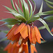 20110408 0678RAw [D~GT] Kaiserkrone (Fritillaria imperialis), Rheda-Wiedenbrück