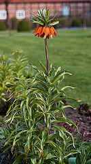 20110408 0683RAw [D~GT] Kaiserkrone (Fritillaria imperialis), Rheda-Wiedenbrück