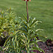 20110408 0683RAw [D~GT] Kaiserkrone (Fritillaria imperialis), Rheda-Wiedenbrück