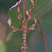 20110403 0509RMw [D~H] Australische Gespenstschrecke (Extatosoma tiaratum), Steinhude