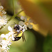 Andrena cineraria femelle