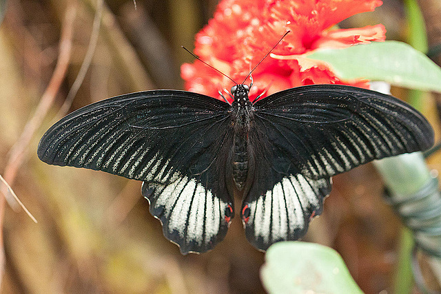 20110403 0537RMw [D~H] Großer Mormon (Papilio memnon), Steinhude