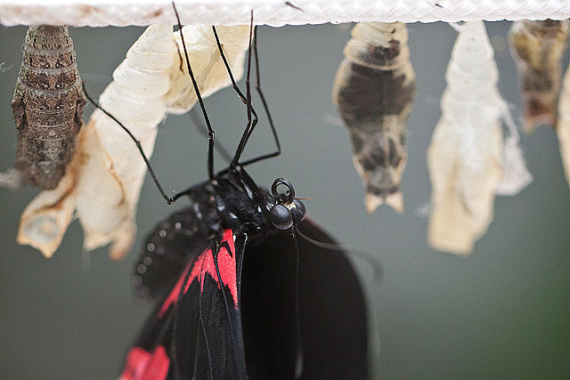 20110403 0541RMw [D~H] Scharlachroter Schwalbenschwanz (Papilio rumanzovia),  Steinhude
