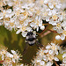 Andrena cineraria femelle