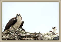The Osprey Family is home ..
