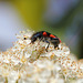 Trichodes apiarius-clairon des abeilles 6
