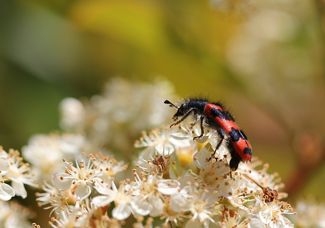 Trichodes apiarius-clairon des abeilles 2