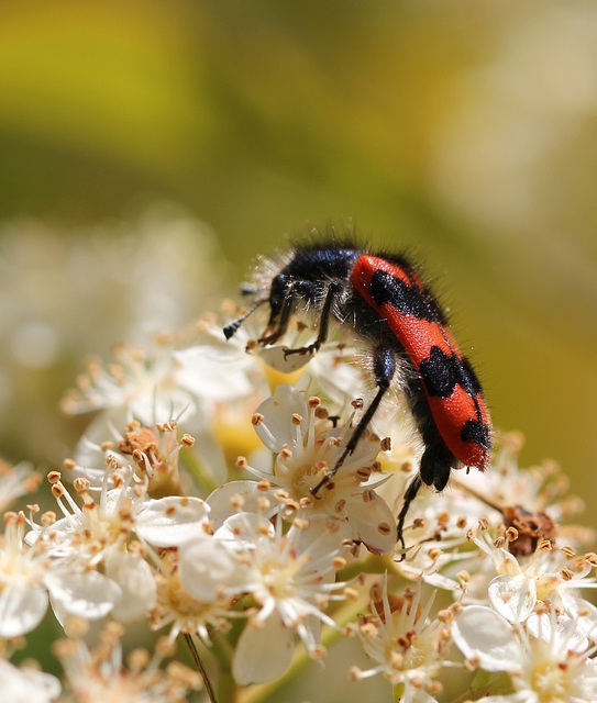 Trichodes apiarius-clairon des abeilles