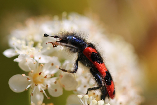Trichodes apiarius-clairon des abeilles 5