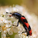 Trichodes apiarius-clairon des abeilles 5