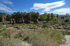 Coachella Valley Preserve (6335)