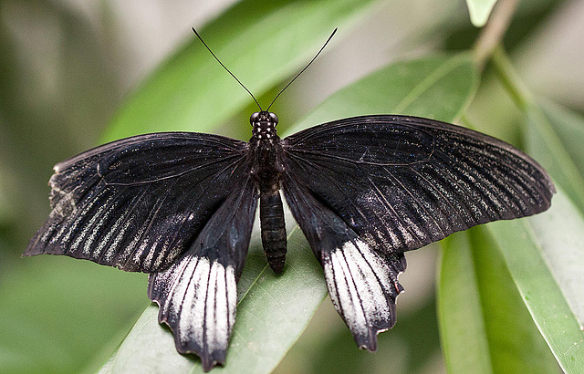 20110403 0546RMw [D~H] Großer Mormon (Papilio memnon), Steinhude