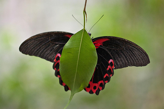 20110403 0560RMw [D~H] Scharlachroter Schwalbenschwanz (Papilio rumanzovia), Steinhude