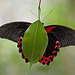 20110403 0560RMw [D~H] Scharlachroter Schwalbenschwanz (Papilio rumanzovia), Steinhude