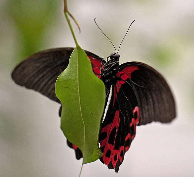 20110403 0561RMw [D~H] Scharlachroter Schwalbenschwanz (Papilio rumanzovia), Steinhude