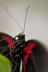 20110403 0562RMw [D~H] Scharlachroter Schwalbenschwanz (Papilio rumanzovia), Steinhude