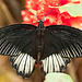 20110403 0572RMw [D~H] Großer Mormon (Papilio memnon), Steinhude