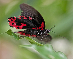 20110403 0574RMw [D~H] Scharlachroter Schwalbenschwanz (Papilio rumanzovia),  Steinhude